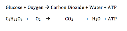 Ecuación química para la respiración celular