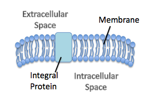 Una proteína integral en una membrana celular.