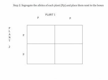 Punnett2