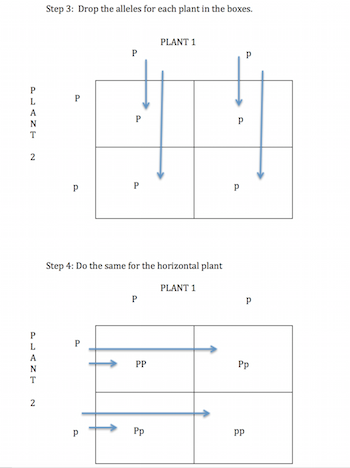 Punnett3