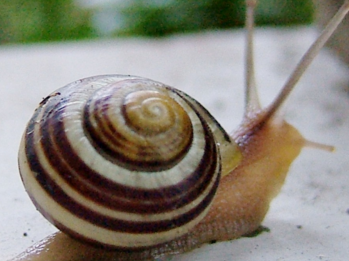 Caracol