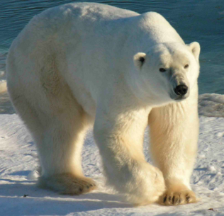 oso polar