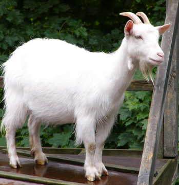 cabra