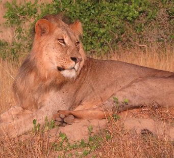 león