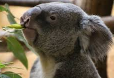 coala
