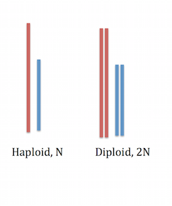 diploide haploide