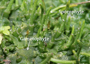 Hornwort etiquetado