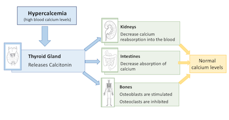 Diagrama de flujo de hipercalcemia