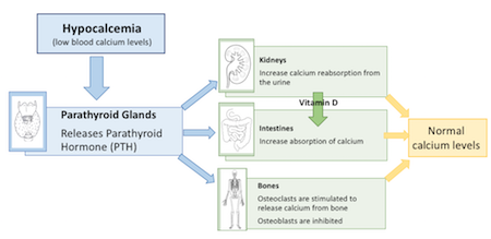 Diagrama de flujo de hipocalcemia