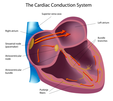 nodos del corazon