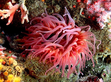 Un primer plano de los brillantes tentáculos de color rosa neón de una anémona de mar.