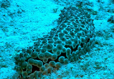 un pequeño pepino de mar en el fondo del océano arenoso
