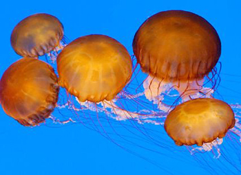 medusas de ortiga de mar