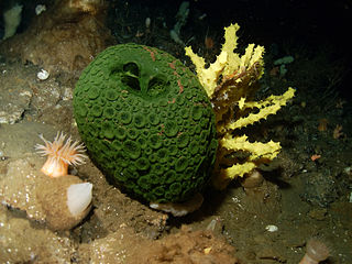 Esponja de mar