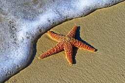estrella de mar en la playa