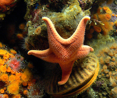 estrella de mar sobre concha de bivalvo