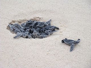 Crías de tortuga