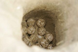 Huevos de tortuga en el suelo