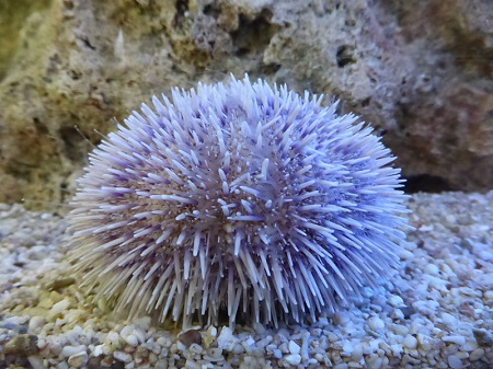 Un erizo de mar redondo, de color violeta claro, completamente cubierto por aproximadamente 100 púas cortas.
