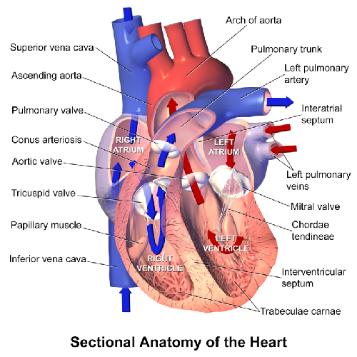 Diagrama del corazon
