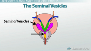 Diagrama de vesículas seminales