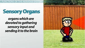 Órganos sensoriales