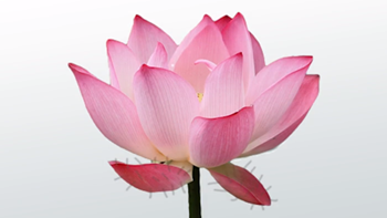 flores sepales