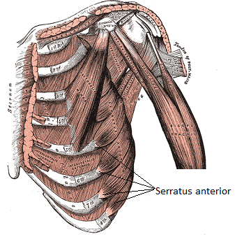 serrato anterior