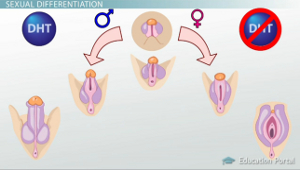 Diferenciación sexual
