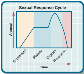 ciclo de respuesta sexual
