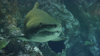 tiburón