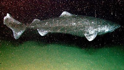 Un gran tiburón gris oscuro nadando en aguas oscuras pero iluminado por el flash de la cámara.