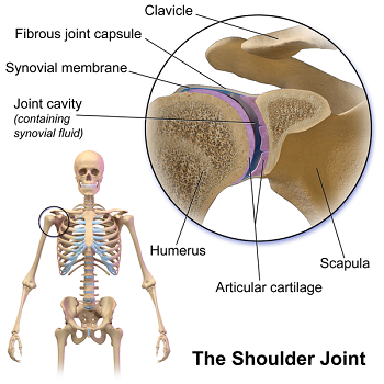 articulación del hombro
