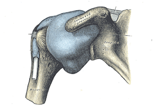 Anatomía de una articulación del hombro sana.