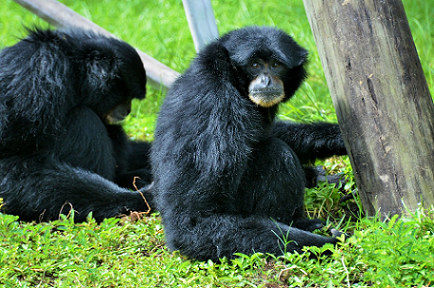 Dos pequeños simios negros sentados juntos en la hierba verde junto a un poste de madera. Uno está mirando directamente a la cámara.