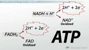 Importancia de NAD y FAD