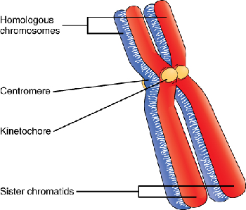 Diagrama de cromosomas que muestra el centrómero