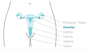 ovario