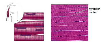 Imagen de microscopio de tejido muscular.