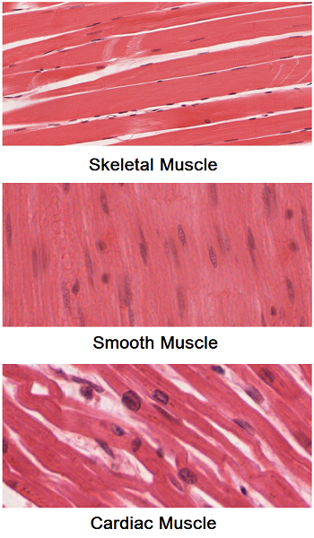 Imágenes microscópicas de tejido muscular esquelético, liso y cardíaco.