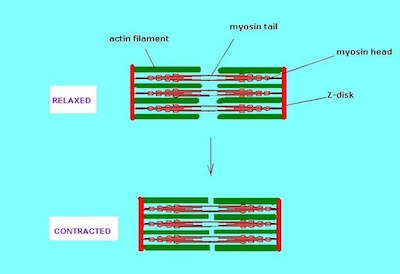 Modelo de filamento deslizante de contracción muscular.