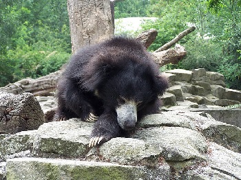 Oso perezoso, siesta