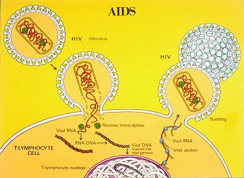 Ciclo de vida del VIH