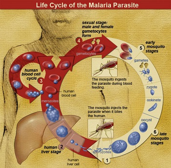 Ciclo de vida de la malaria