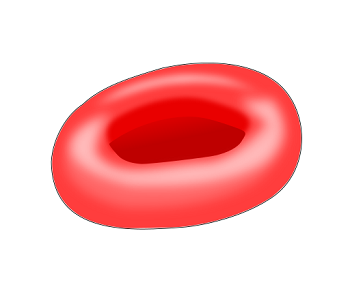 Forma bicóncava de un glóbulo rojo