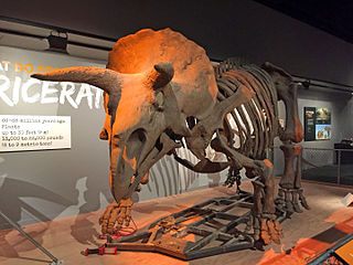 Triceratops