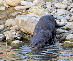 Nutria de pelo liso
