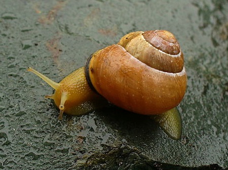Un caracol de color amarillo brillante con una concha de color naranja intenso se asienta sobre una roca mojada
