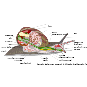 Diagrama de la anatomía de un caracol