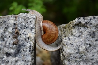 Ejemplo de foto de un caracol terrestre